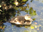 SX06311 Mallard duckling.jpg